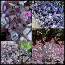 Kalanchoe Quicksilver x 1 Plants Succulents Silver Pink Flowering Hanging Basket Grey Foliage Leaf Rockery Pot Mauve Patio Balcony pumila